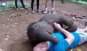 Trop mignon : Un bébé éléphant joue avec la tête de cet homme