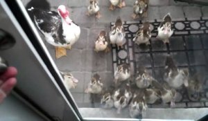 Tout ces canards adorables suivent cet homme à la trace comme si il était leur maman