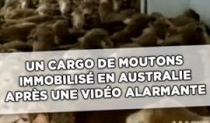 Un cargo de moutons immobilisé en Australie après une vidéo alarmante