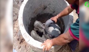 Il retrouve un jeune éléphanteau coincé dans un puits.