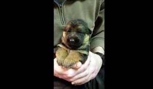 Ce chiot adorable est exténué et d'endort dans les bras de so maitre