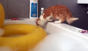 Ce chat a sauté dans l'eau et a fini par le regretter