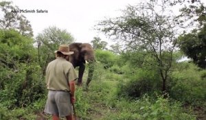 Cet homme réussit à stopper la charge d'un éléphant