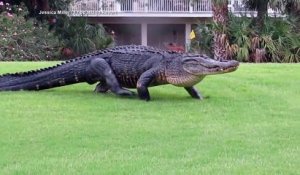 Un alligator géant traverse tout les jours ce cours de golf en floride