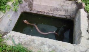 Ils sauvent un cobra royal coincé dans un puits... geste courageux