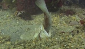 Ce poisson Star gazer a une technique de chasse terriblement efficace