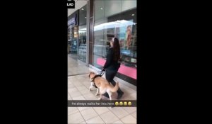 Ce chien guide sa maitresse aveugle droit vers l'animalerie... Pas idiot!