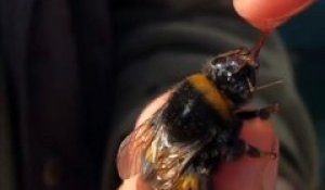 Il sauve une abeille en la nourrissant à la main