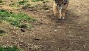 Les tigres c'est juste des très gros chats en fait...