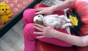 Ce bébé chien est complètement stone pendant son massage