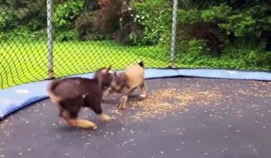 Quand des chèvres s'amusent sur un trampoline