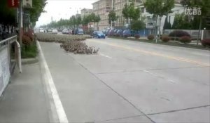 5000 canards dans les rues d'une ville en Chine !