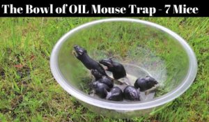 Comment attraper des souris avec un bol et de l'huile !