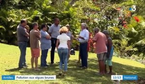 Antilles : pollution aux algues brunes