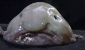 Le Blobfish