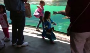 La réaction de ce lion de mer qui voit une fillette tomber alors qu'ils jouent ensemble : adorable