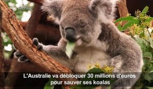L'Australie promet des millions pour aider ses koalas