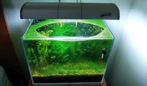 Un aquarium sans filtre, sans CO2 et sans fertilisant