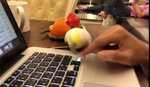 Ce perroquet arrache le clavier de l'ordi portable : ne travaille pas !