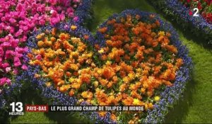 Pays-Bas : le plus grand champ de tulipes au monde