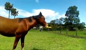 Ce cheval adorable joue avec son jouet en plastique