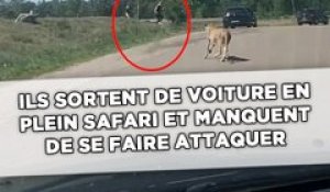 Une famille de touristes français s’approche des guépards et manque d’être attaquée