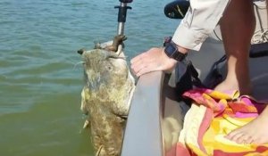 Sauvetage d'un silure avec une tortue dans la gueule