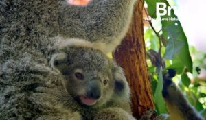 L'Australie veut sauver ses koalas