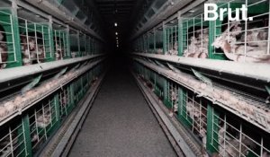 Images chocs d'un élevage de poules français