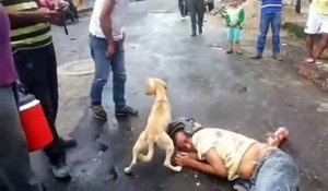 Quand un chien protège son maitre complètement ivre, couché sur le sol