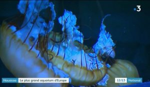 Nausicaá : Le plus grand aquarium d'Europe