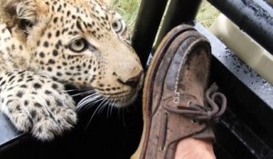 Un léopard croque la chaussure d'un touriste