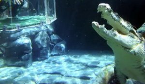 Nager avec un crocodile affamé... Expérience terrifiante