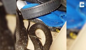 Un serpent se cache dans un tiroir à ceintures... il ne faut pas confondre