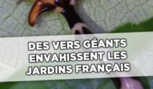 Des vers géants envahissent les jardins https://back.20mn.net/videos/#français