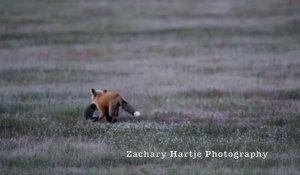 Un aigle vole le repas d'un renard qui ne veut pas lâcher prise