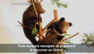 Des oursons sauvés en Bulgarie