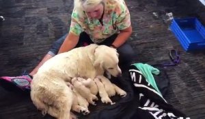 Floride: Une chienne labrador donne naissance à 8 chiots au beau milieu de l'aéroport de Tampa