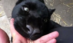 Quand ton jaguar se prend pour un chaton et vient téter ton doigt