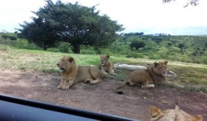 Un lion vient ouvrir la portière de la voiture de touristes dans un parc animalier