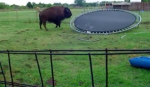 Ce bison avait juste envie de faire un peu de trampoline