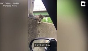 Ce conducteur sauve un chat terrifié coincé sur l'autoroute... Beau geste