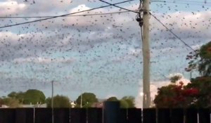 Invasion de chauve-souris incroyable, elles sont des milliers dans le ciel
