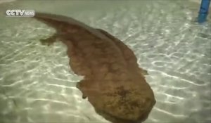 Un salamandre géante vieille de 200 ans trouvée en Chine
