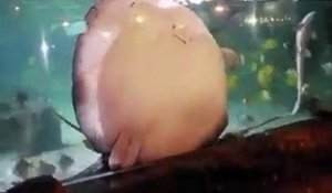 Une raie adorable collée à la vitre de l'aquarium réclame à manger...