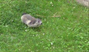 A Annecy, la marmotte court toujours