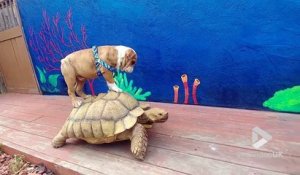 Ce bulldog surfe... sur une Tortue !