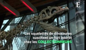 Pour 2 millions d'euros, un collectionneur s'est offert... un dinosaure