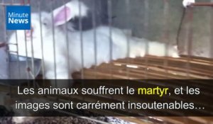 Le martyr des lapins angoras, torturés pour leur fourrure...
