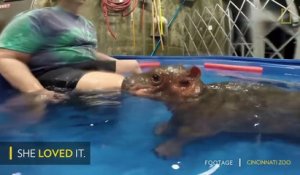 Quoi de plus adorable qu'un bébé hippopotame...